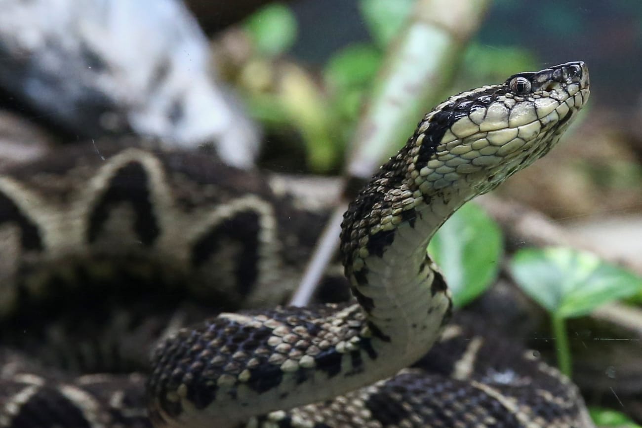 The Mathematical Solution to Snakebites