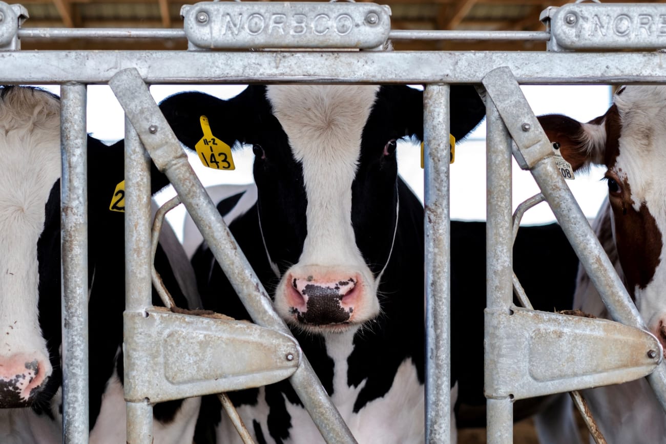 Cattle Veterinarians Express Confusion over U.S. Response to Bird Flu
