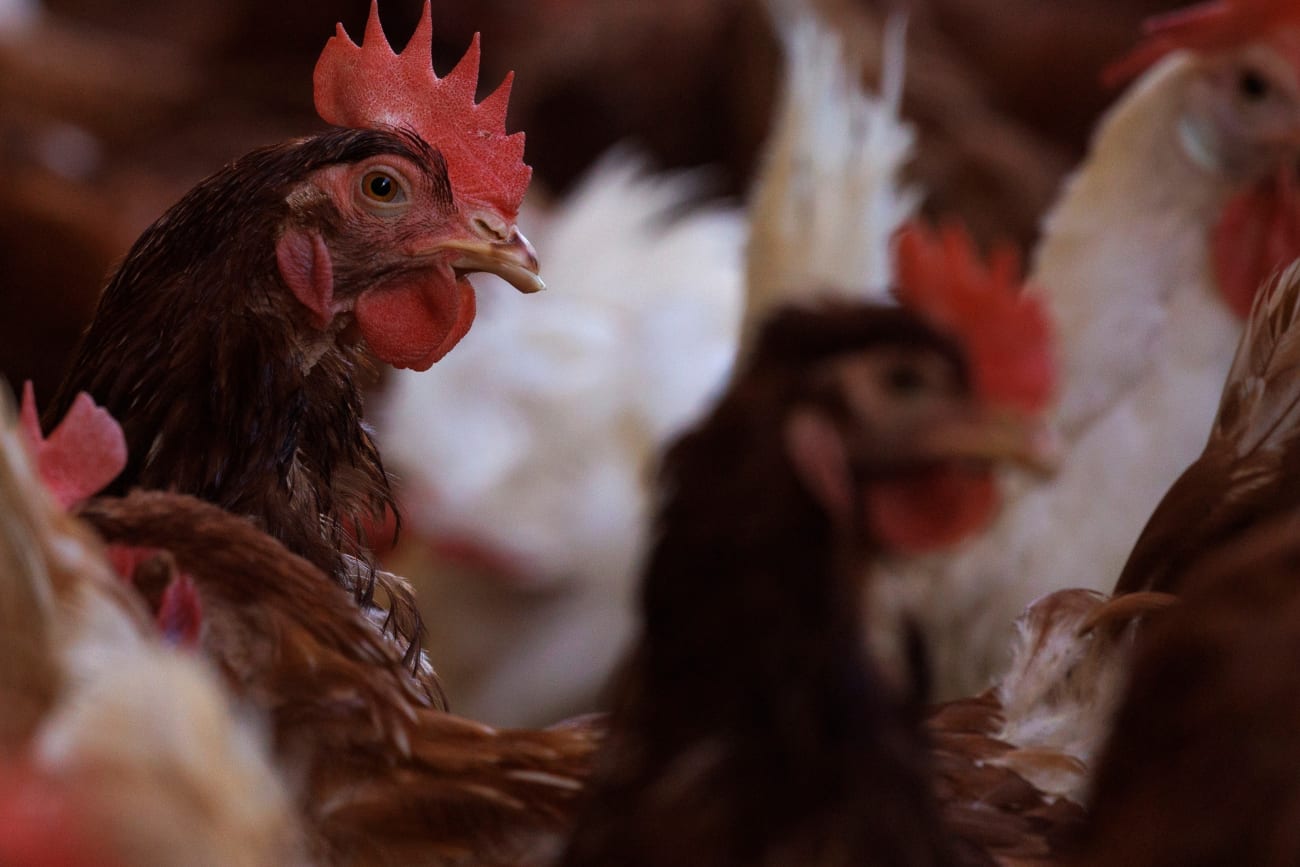 Course Correcting the U.S. Response to Bird Flu