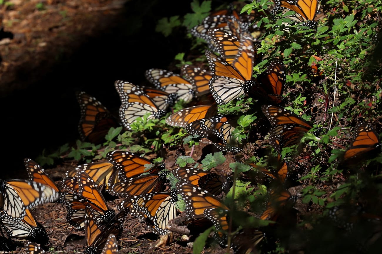 Mexico&#039;s Shared Fate in the Absence of Trees