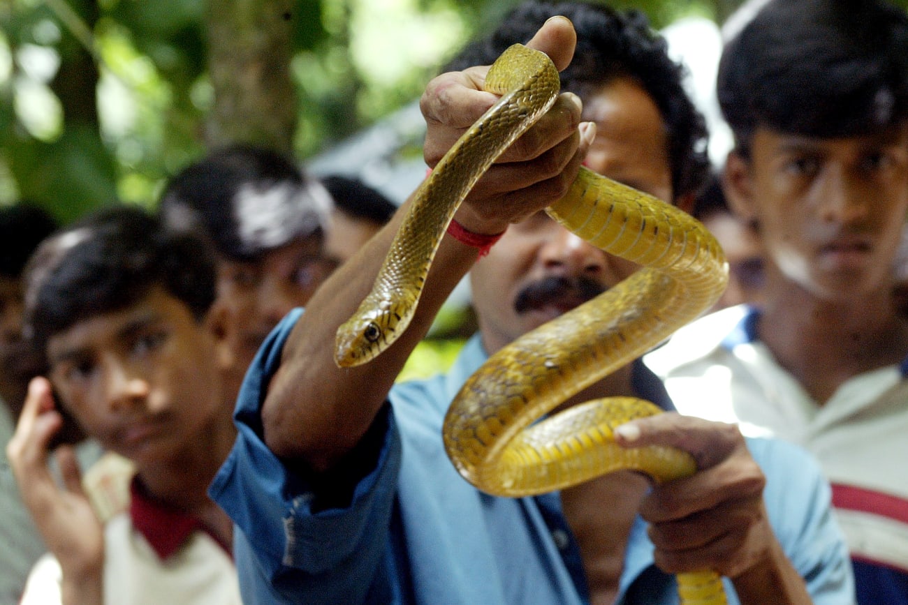 An Antivenom Plan for India