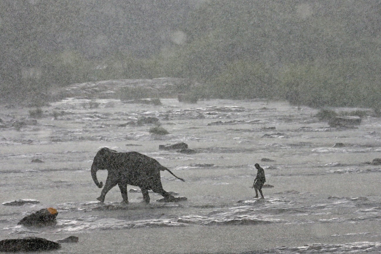 Elephant in the Room: How Humans Harm Animal Health