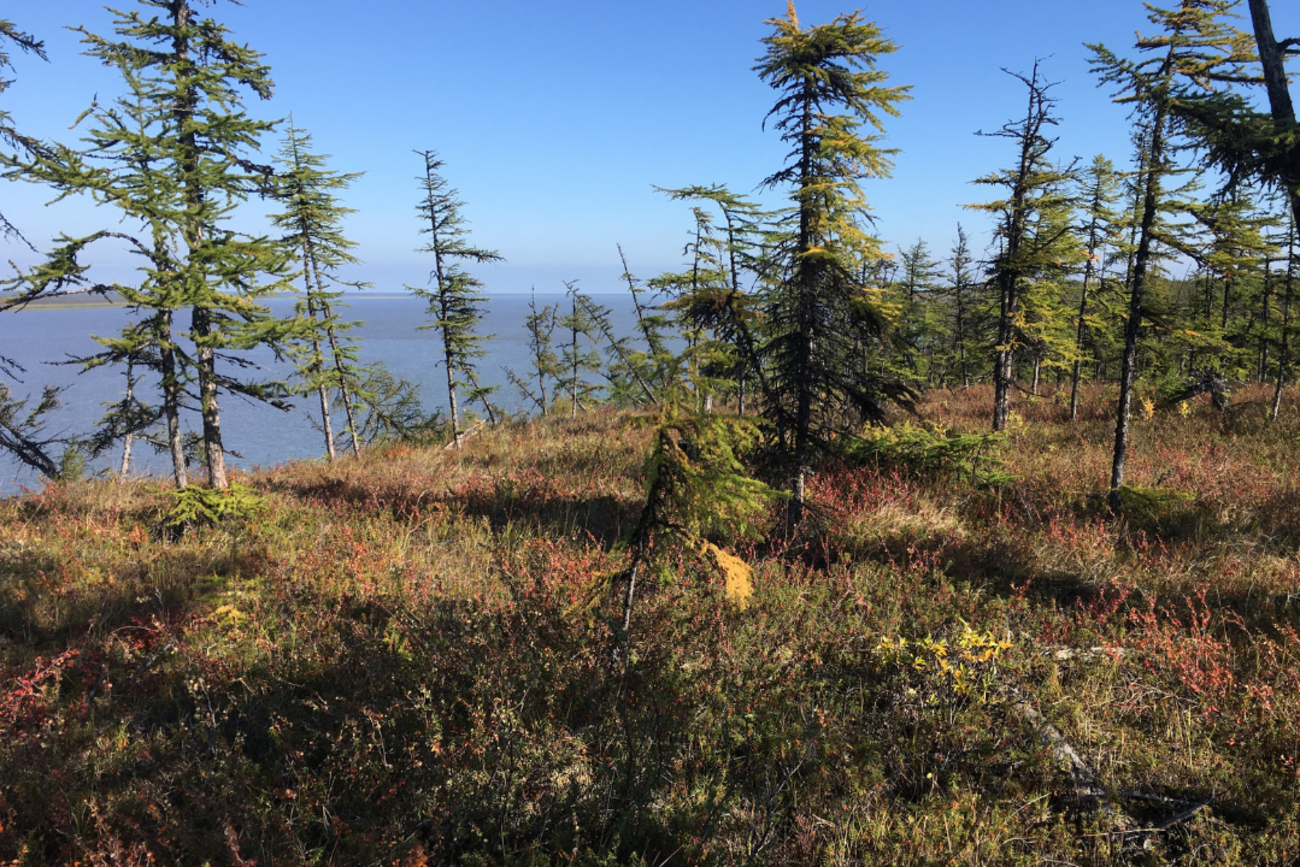 Zombie Viruses From the Arctic