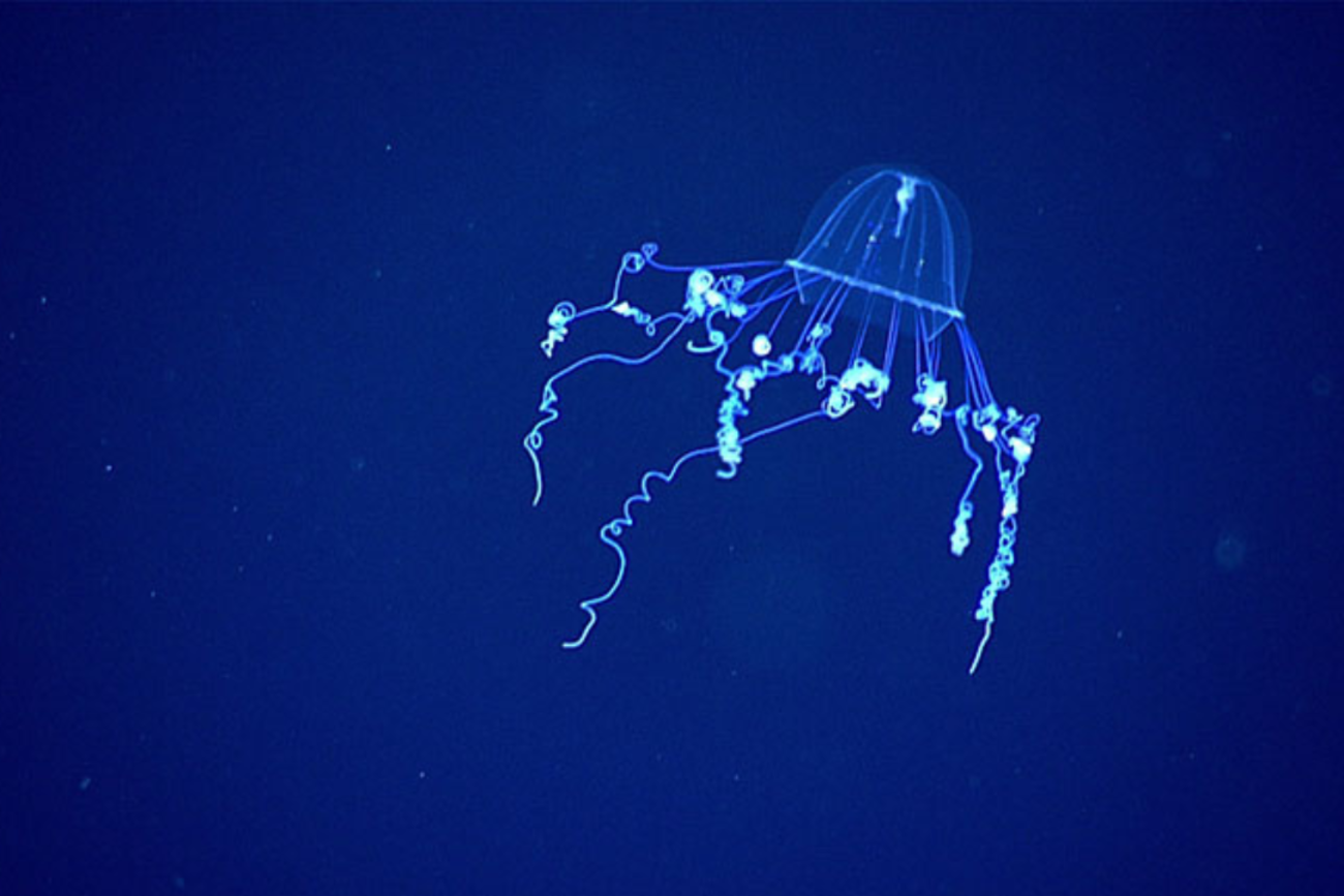 Deep Sea Discoveries and Global Health
