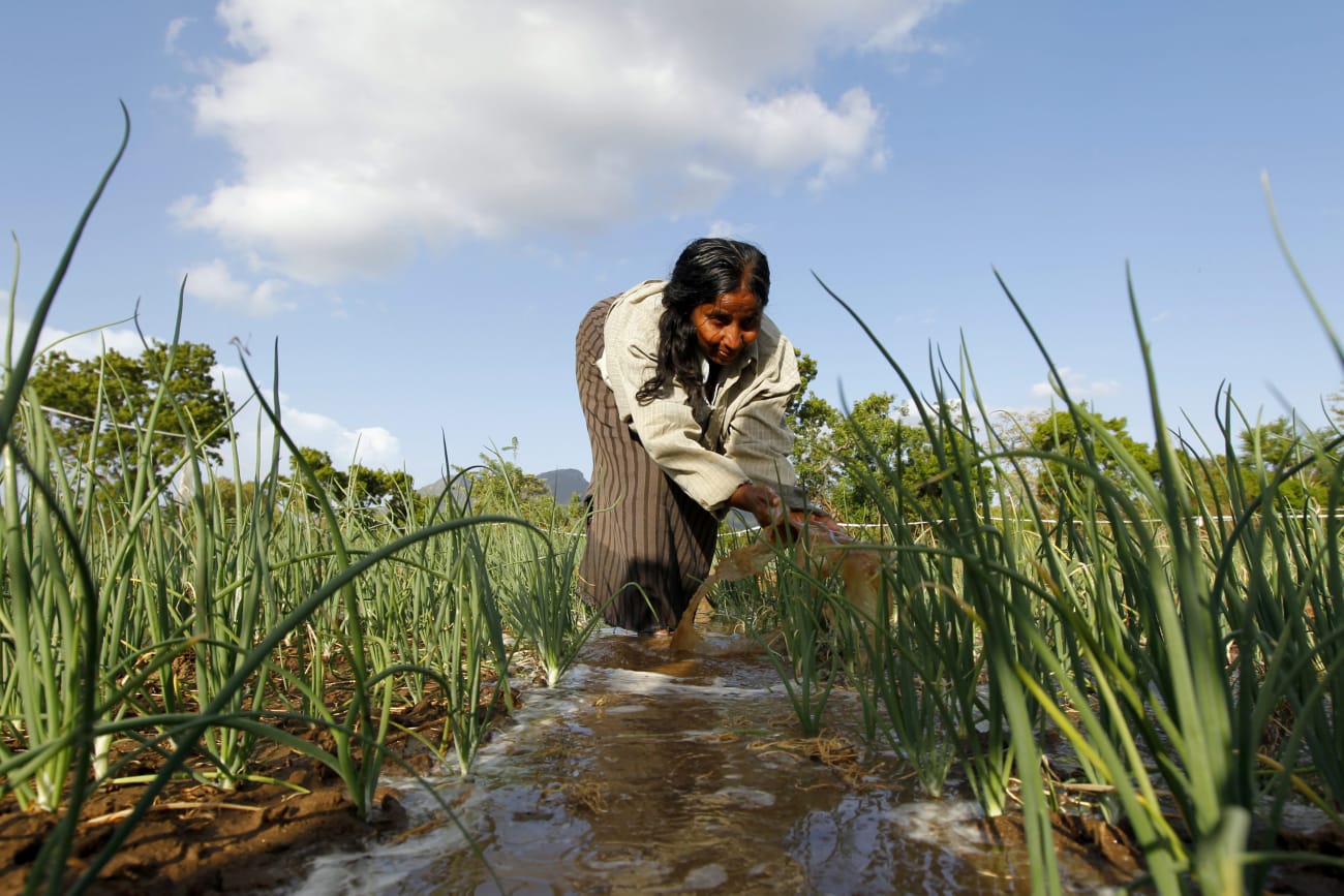 The Mysterious Kidney Illness Rising Among Sri Lankan Farmers