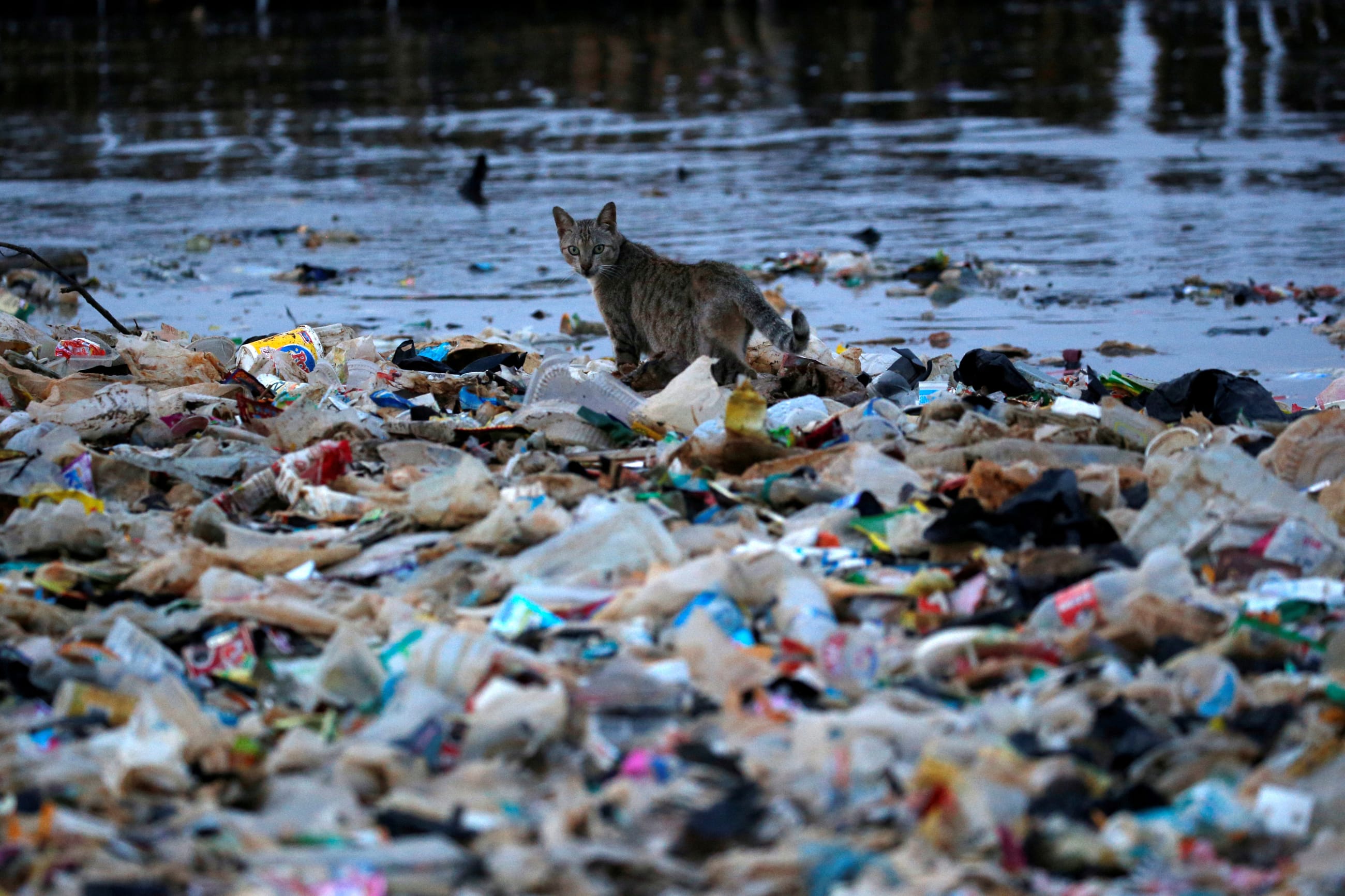 A cat is seen among rubbish at a shoreline in Jakarta, Indonesia, June 21, 2019.
