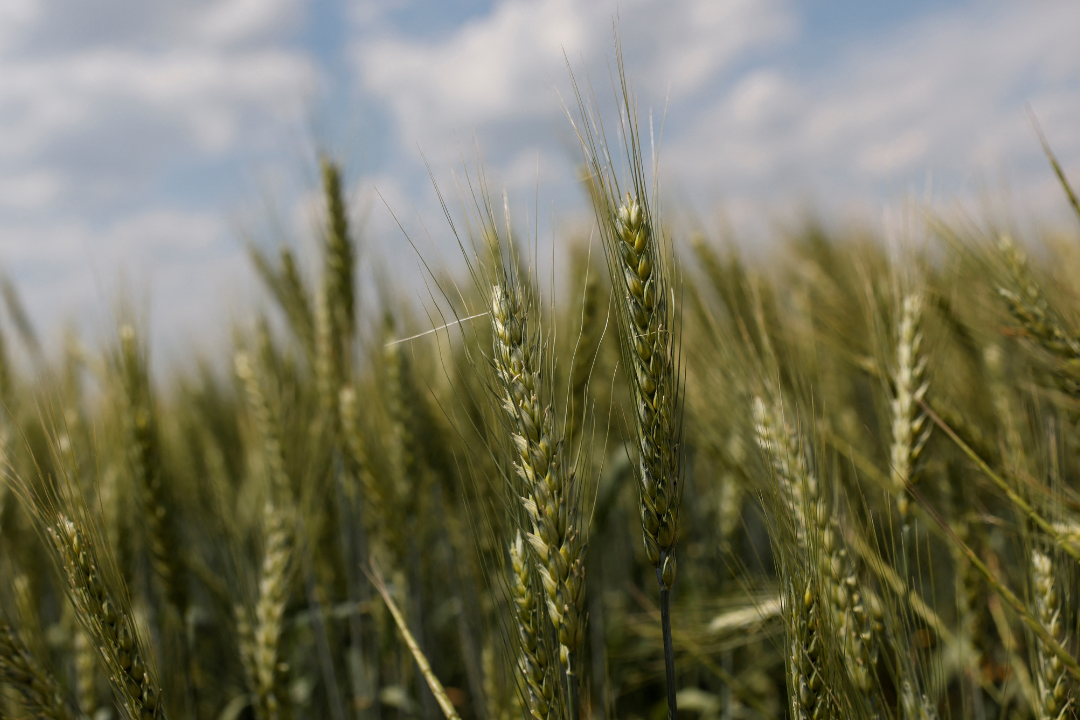 As Russia's attack on Ukraine continues, a field of winter wheat grows outside Bashtanka, in the Mykolaiv region of Ukraine on June 9, 2022