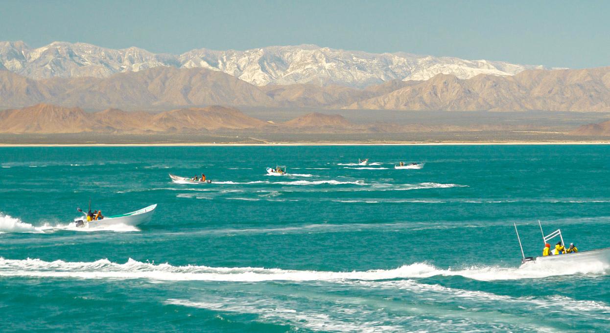 A view of aqua-colored water scattered with masked men on skiffs who are spotted fishing illegally inside the Vaquita Refuge, a UNESCO World Heritage Site located in Mexico's Upper Gulf of California, off San Felipe, Baja California, March 3, 2020.