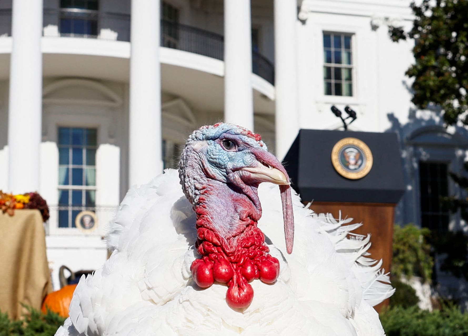 The National Thanksgiving Turkey stands on the South Lawn of the White House in Washington, U.S., November 21, 2022.