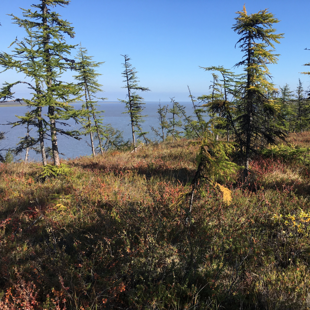 View of pine trees and water from the bank of the Kolyma river at Duvanny Yar (68°39’ N, 159°4’ E), a popular permafrost sampling site, showing the vegetation cover at the end of August 2019. 