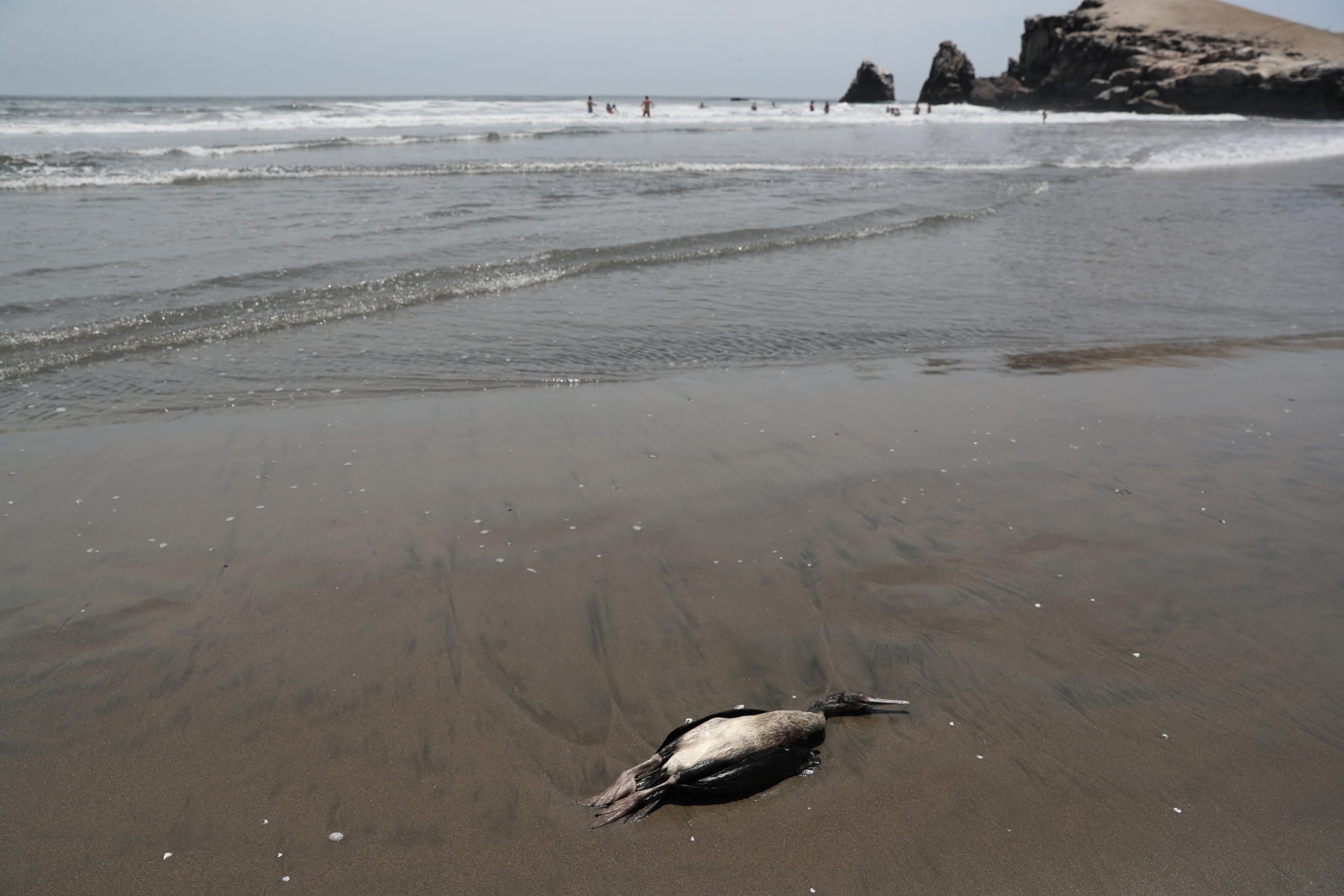 A dead duck is seen on Lobos beach amid rising cases of bird flu infections, in Lima, Peru, on February 22, 2023. 