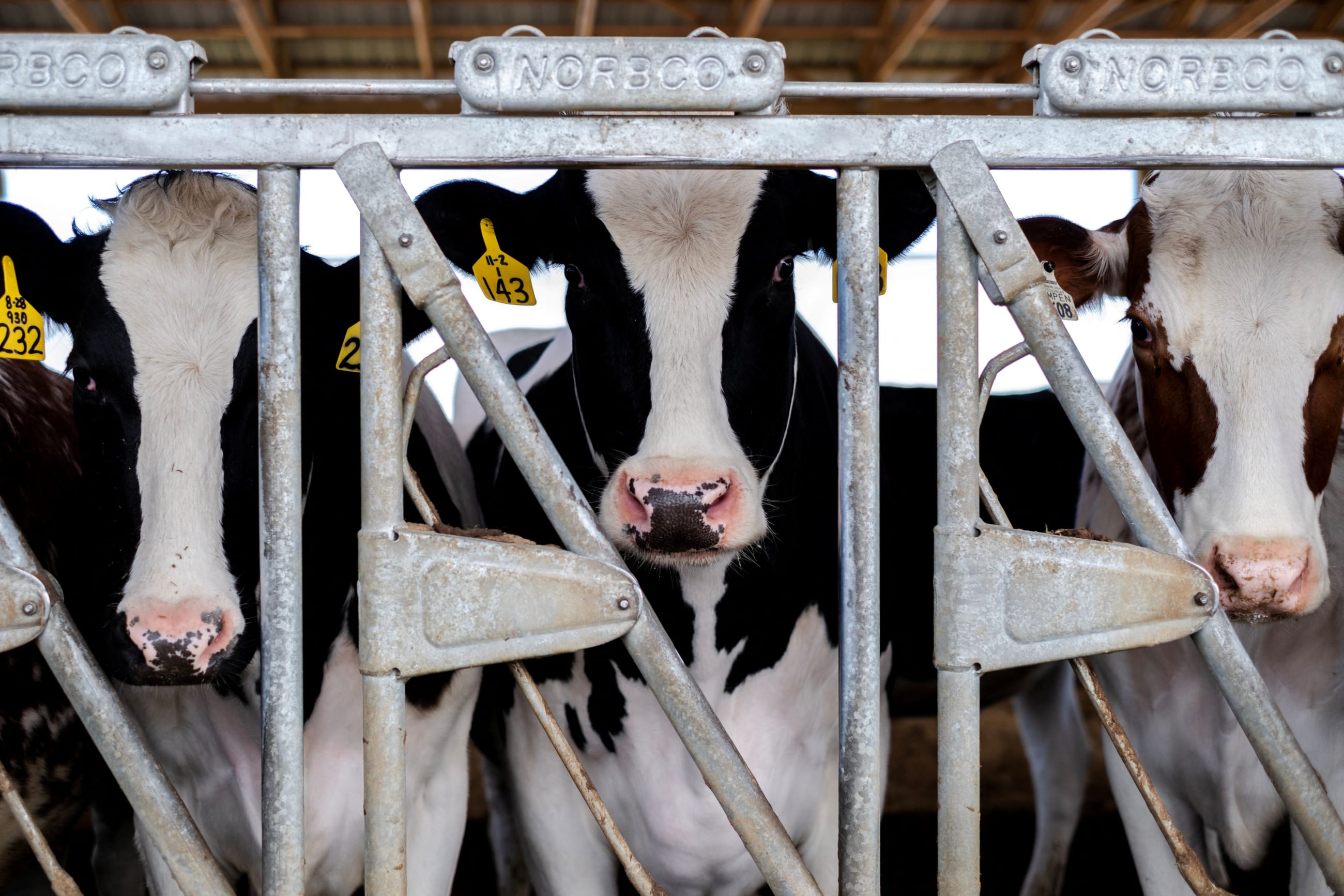 Dairy farmer Brent Pollard's cows stand in their pen at a cattle farm.