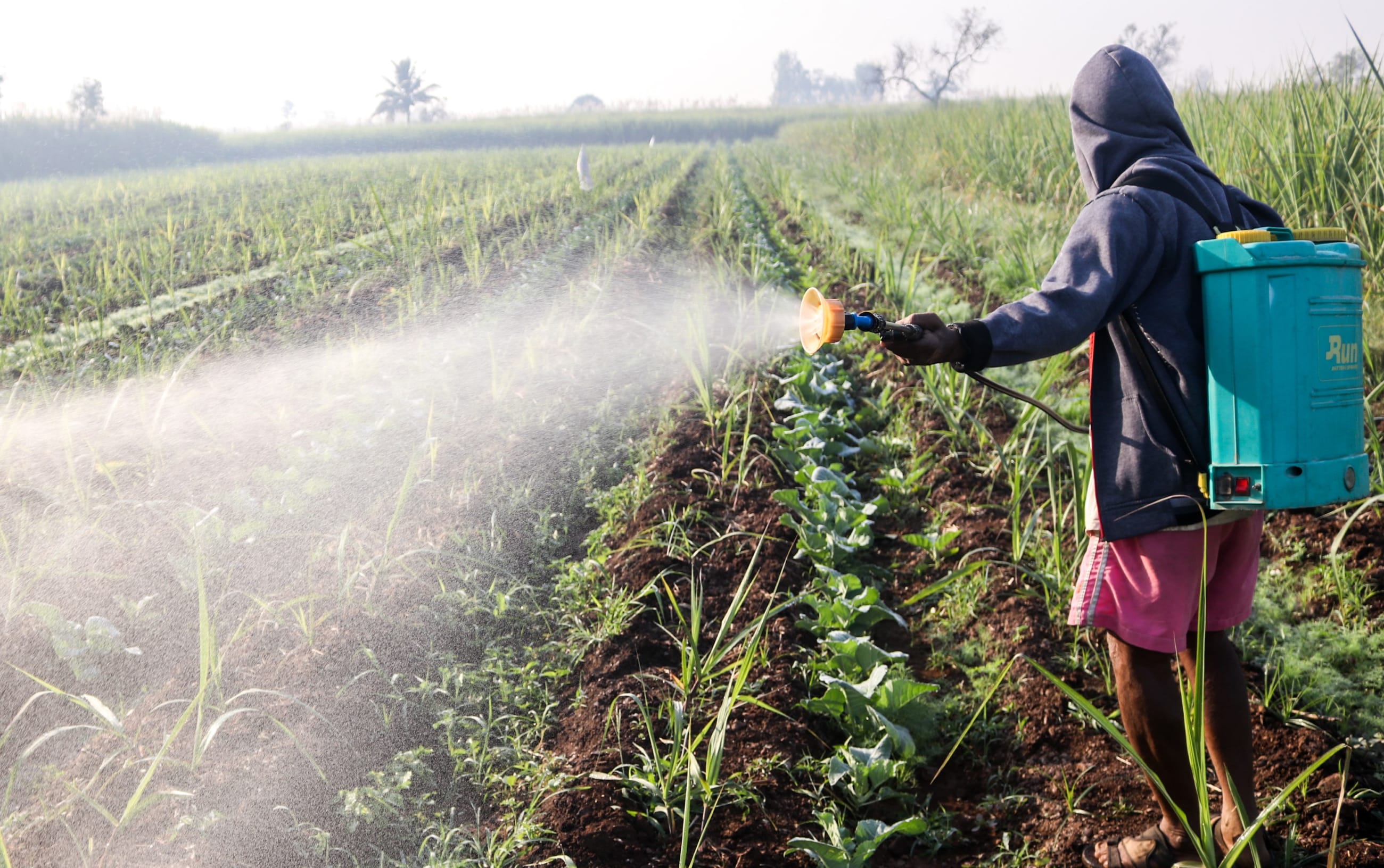 A man sprays pesticide.
