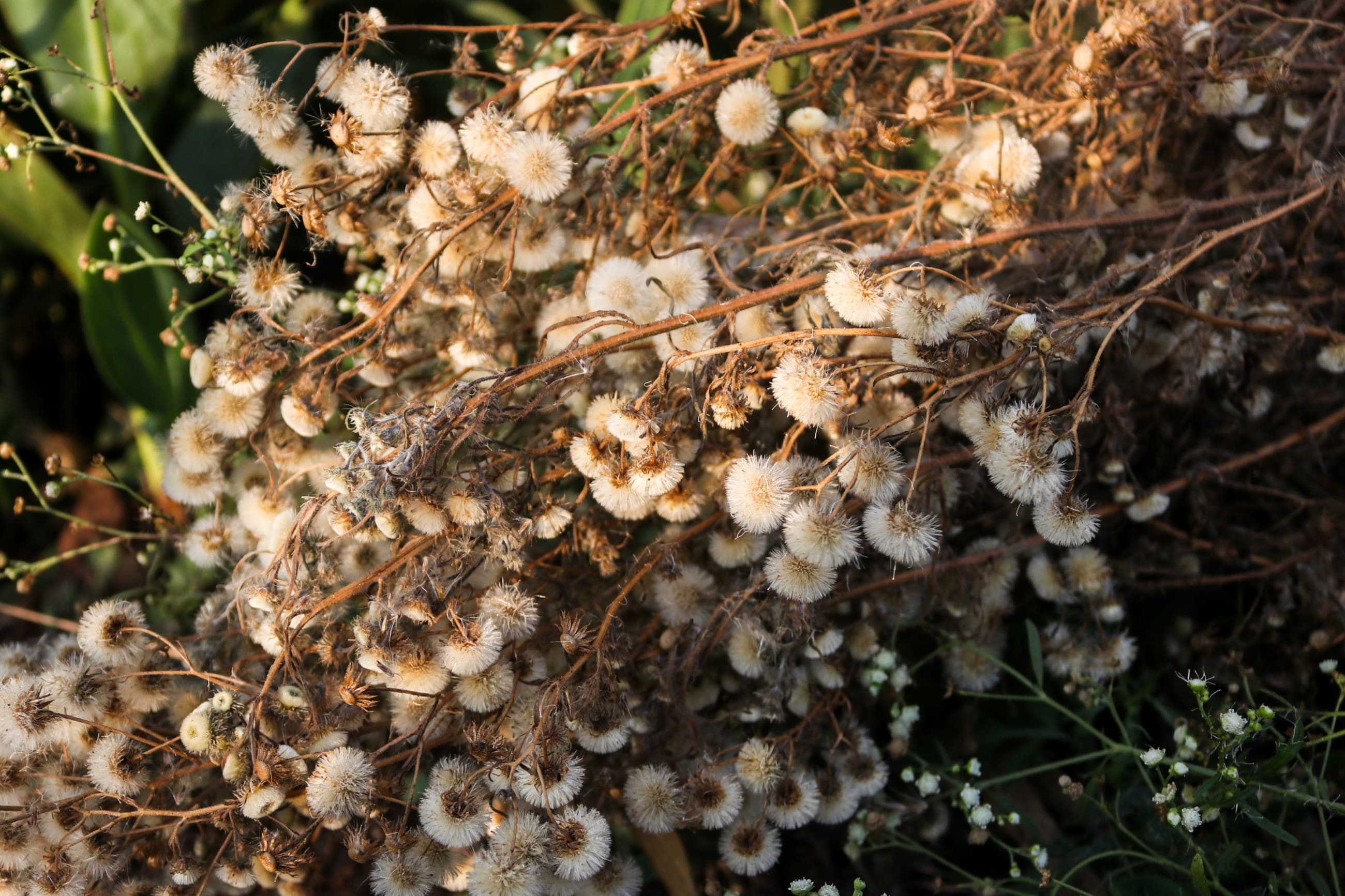 A bushel of weeds.