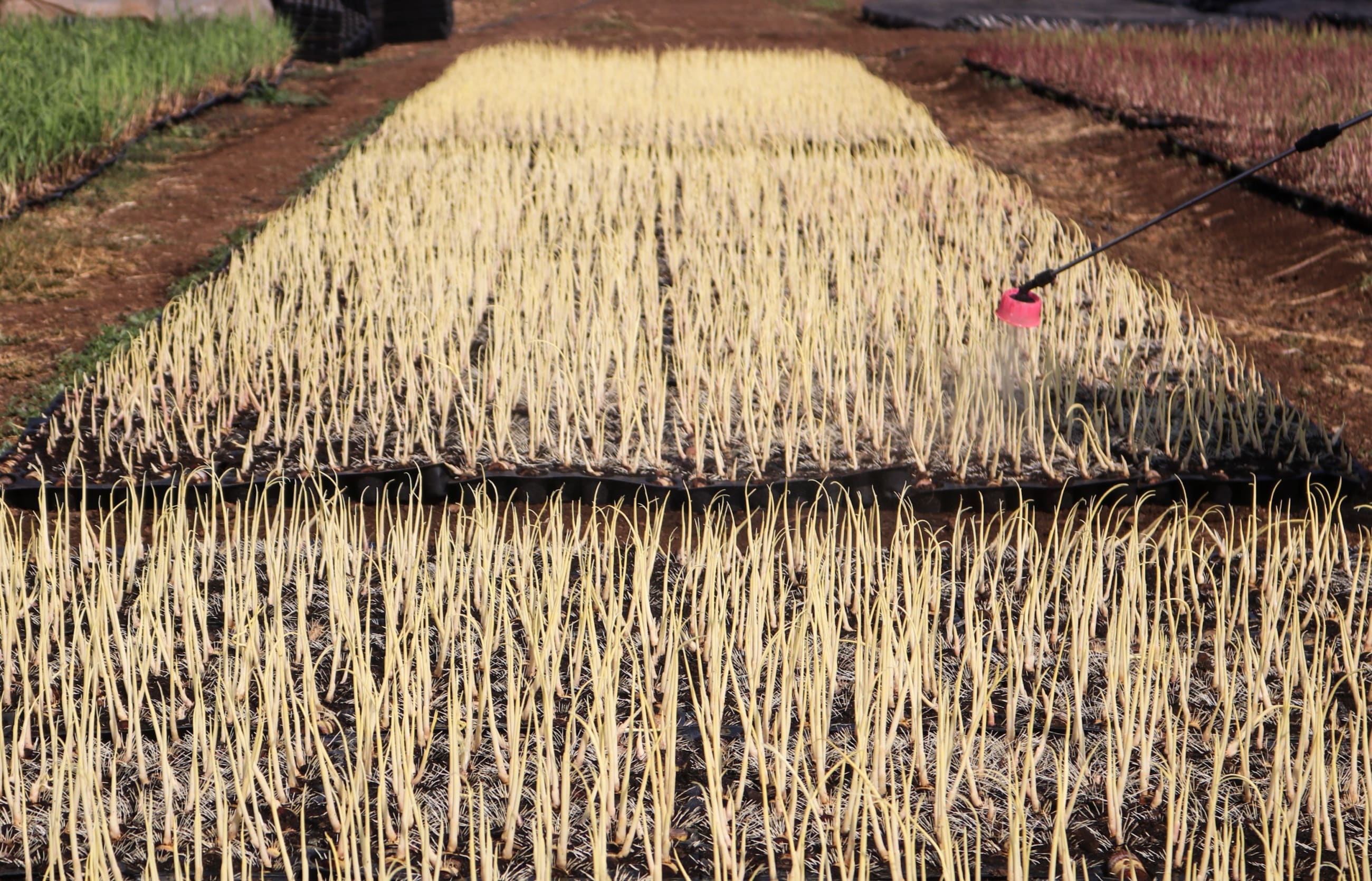 Field being sprayed with pesticide.