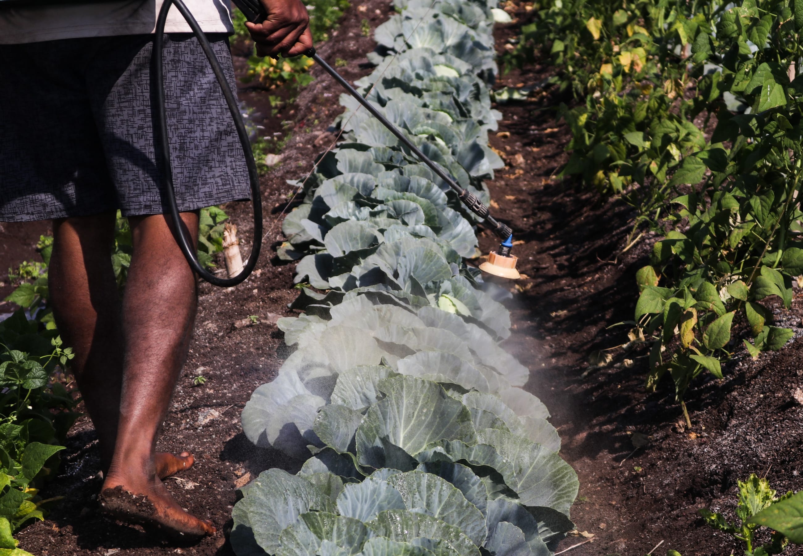 A man sprays pesticide.