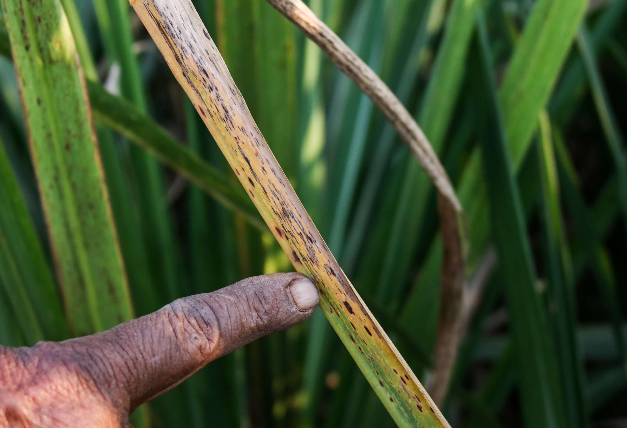 A man points at wilting sugarcane.