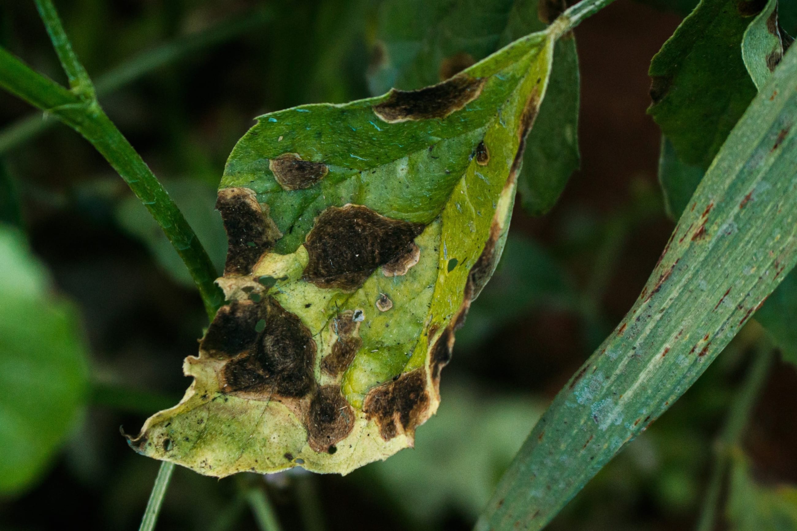 A wilting leaf is shown.