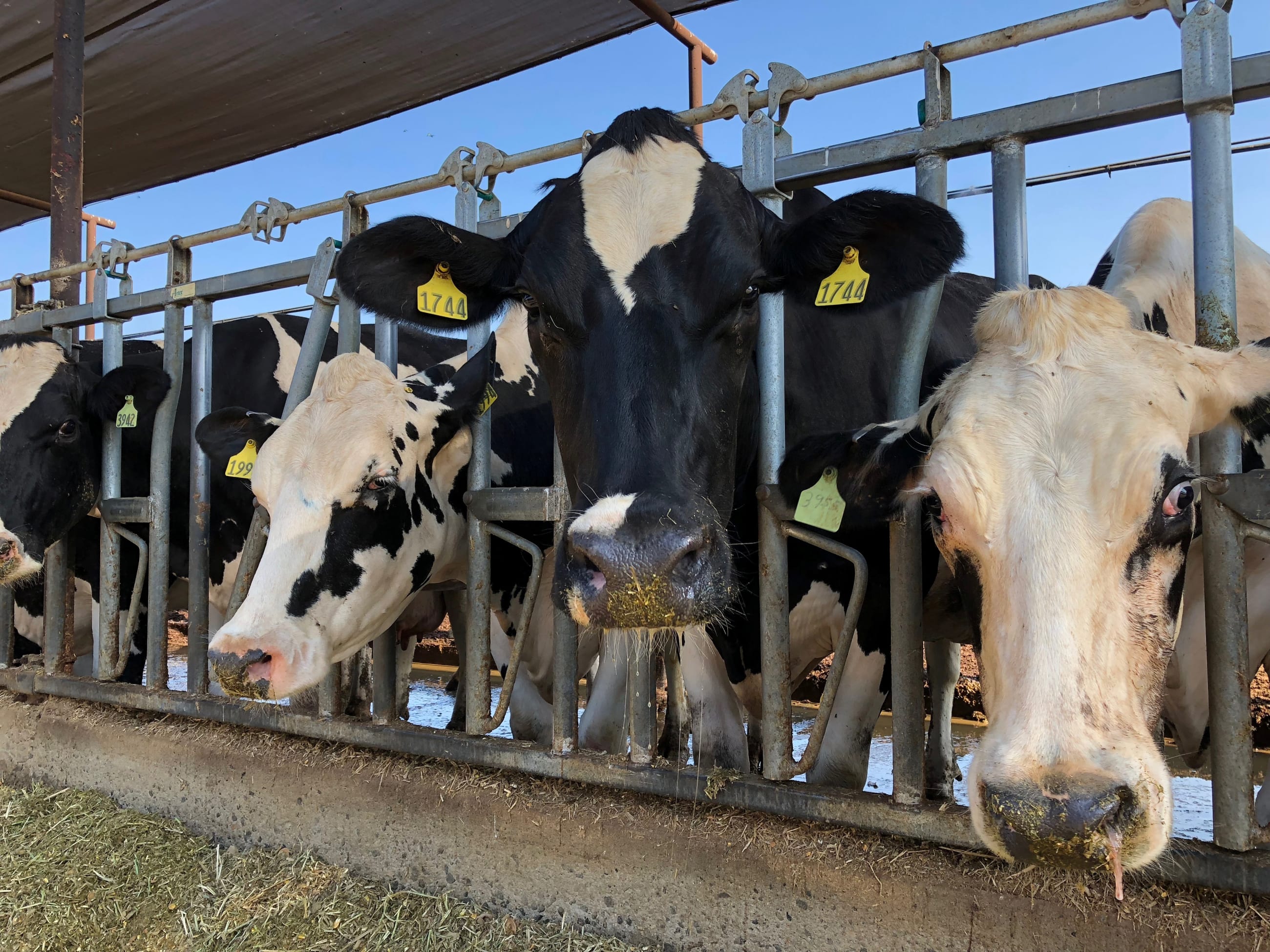 Cows are seen feeding at Mancebo Holsteins, in Tulare, California, on July 24, 2018.
