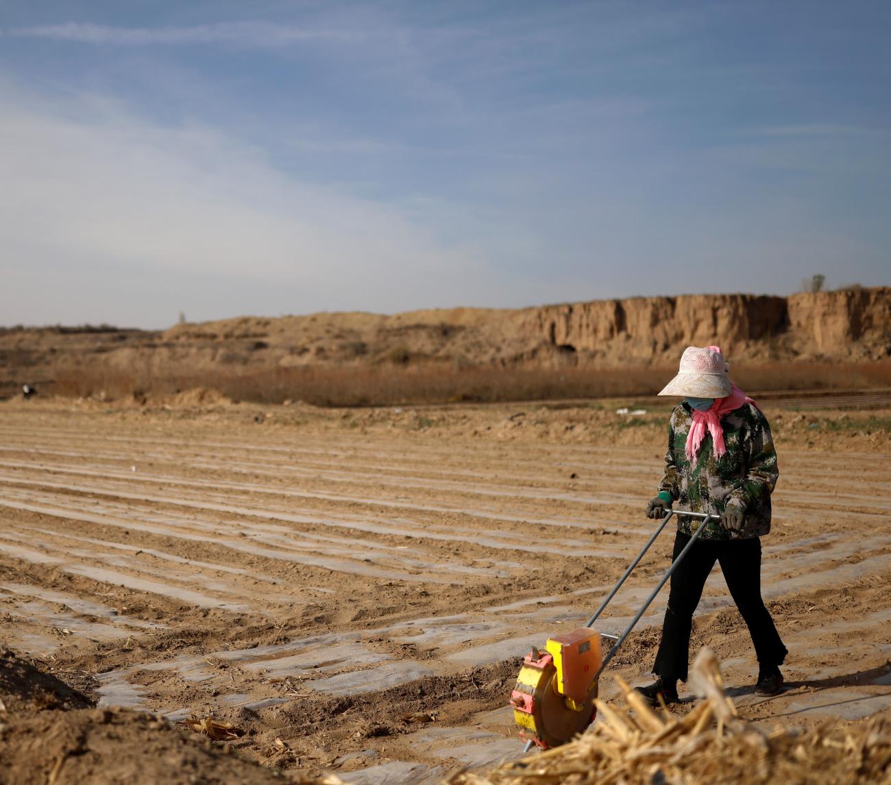 planting corn in wuwei