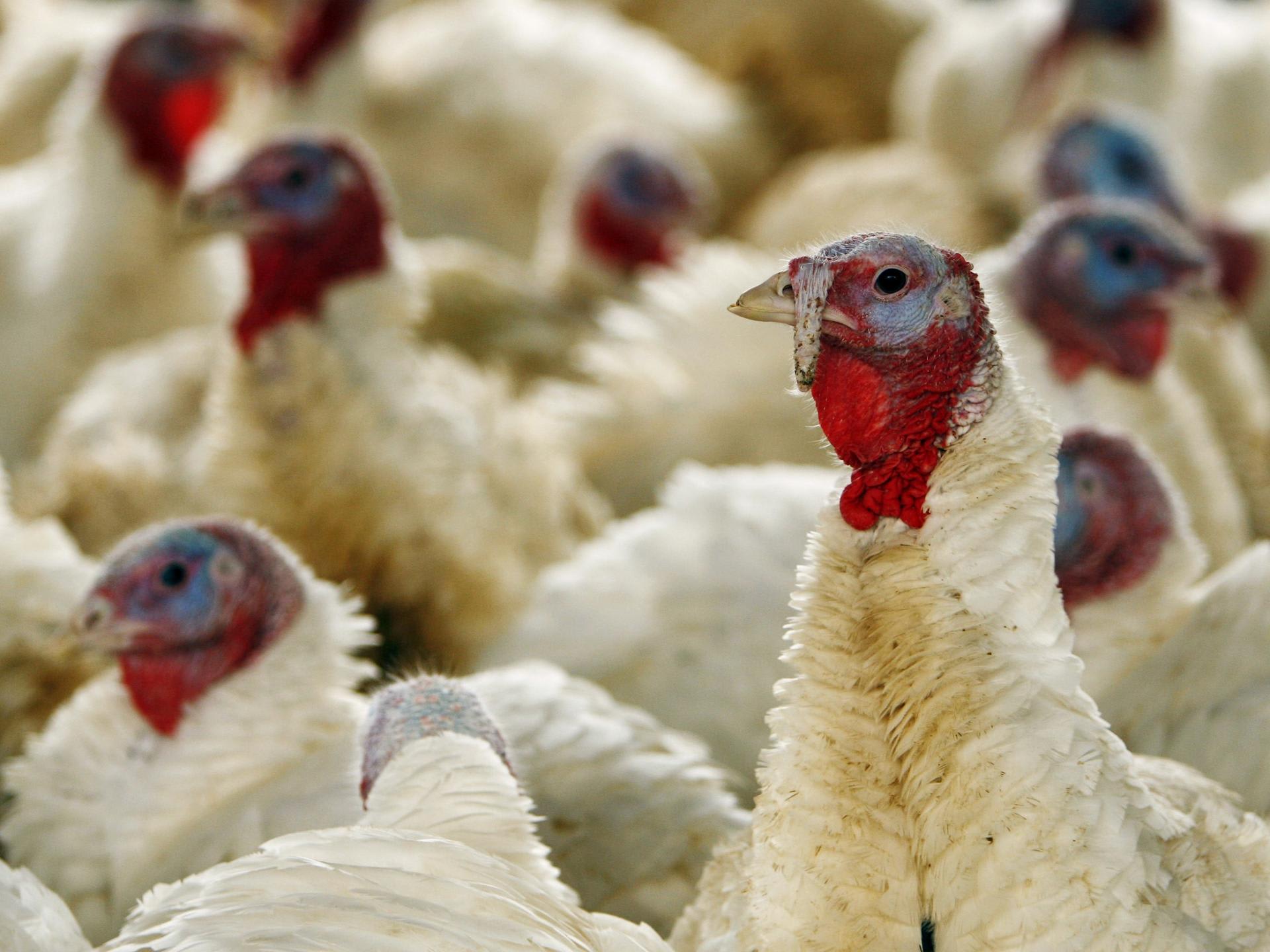 A nurse administers polio vaccine to a child during her community outreach program, in Mushelusi village, in Bulambuli district, Uganda, on September 10, 2025.
