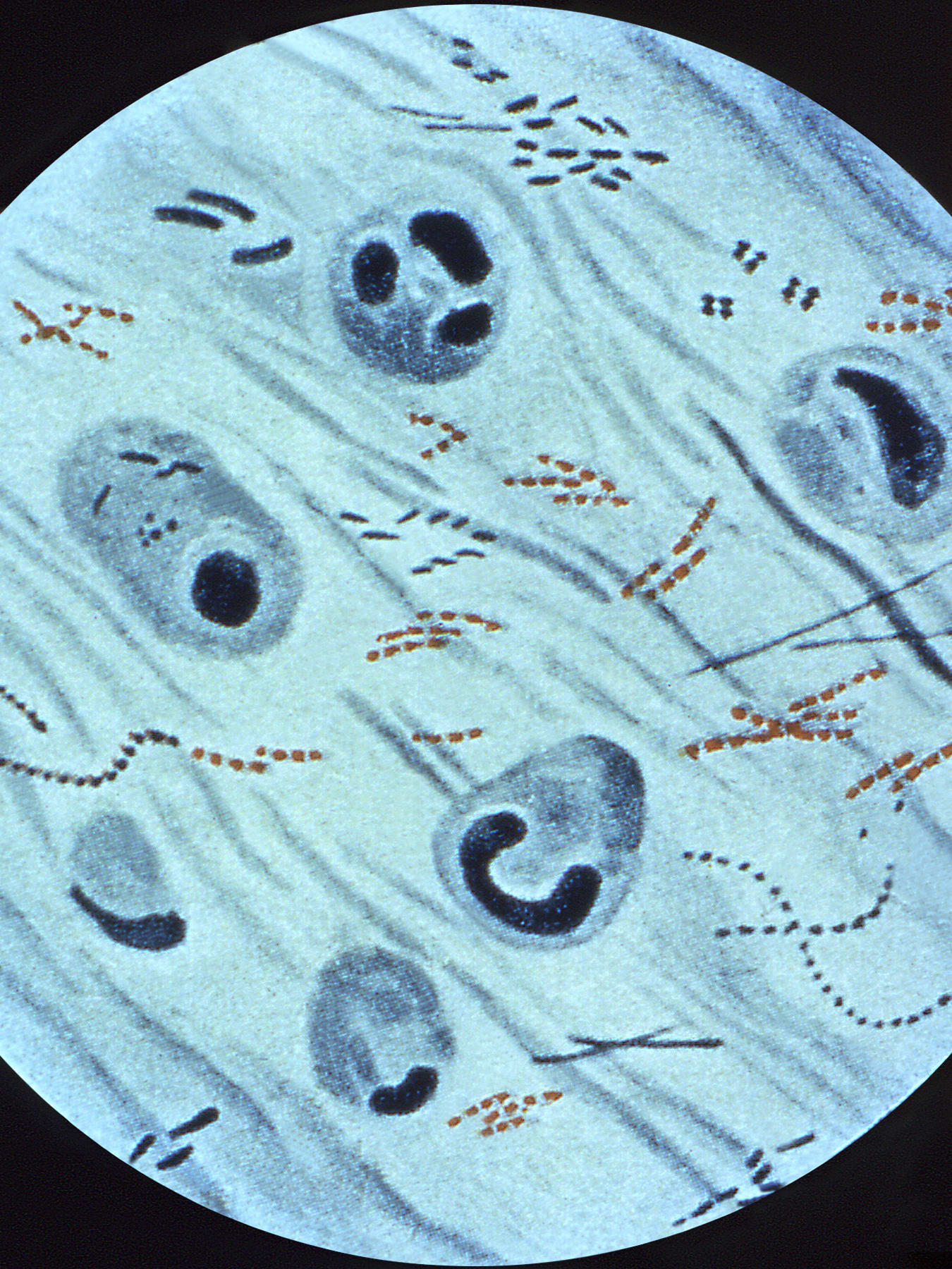 The illustration shows what appears to be a microscopic image of various cells and biological components. 