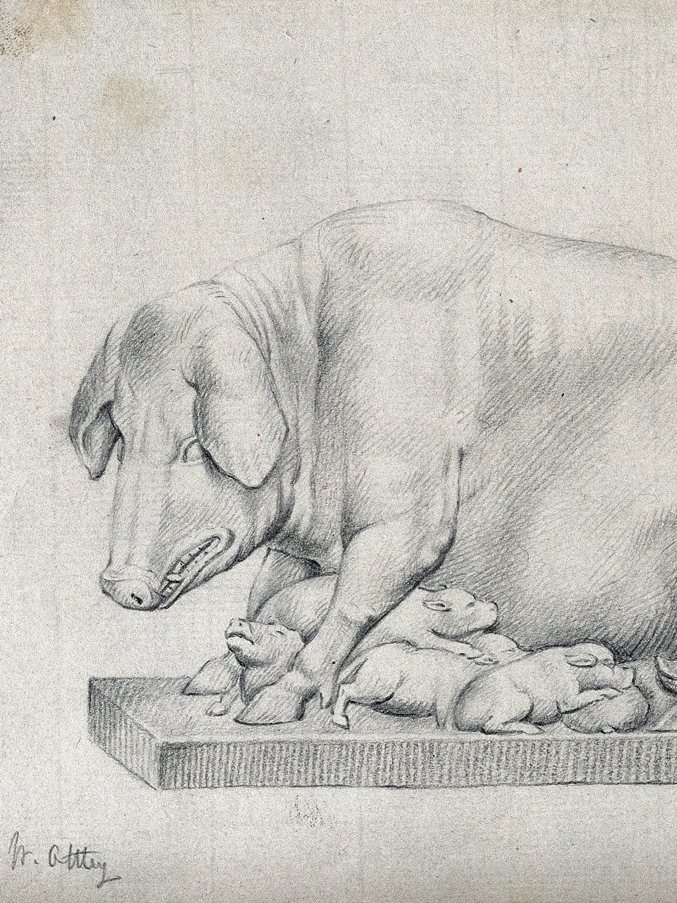 The picture is of a pencil drawing of a pig and her pups.