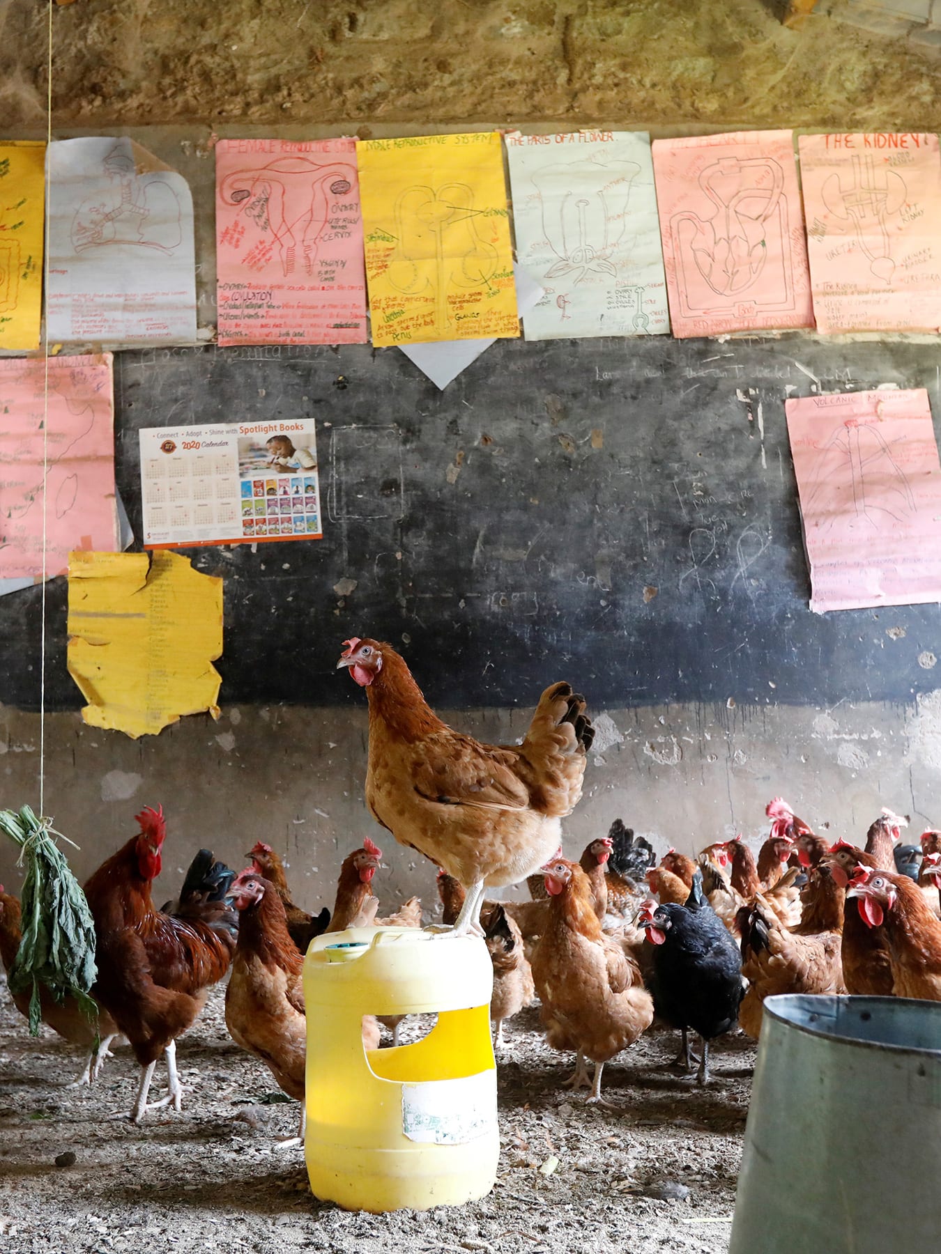Picture shows a large gaggle of chickens inside a classroom, clucking around. One stands atop an overturned bucket. 