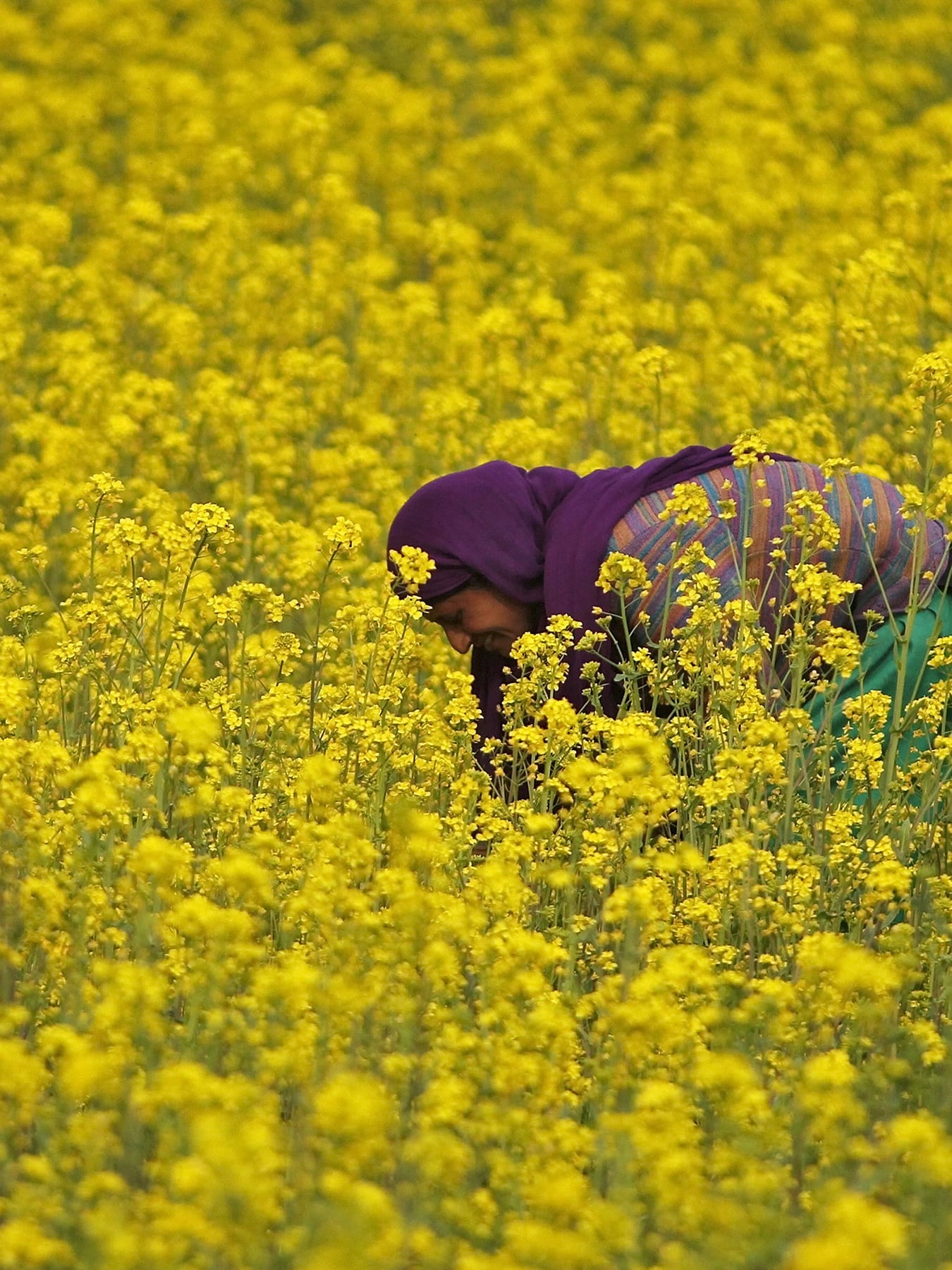 The photo shows a woman bending over in a field of bright yellow blossoms.