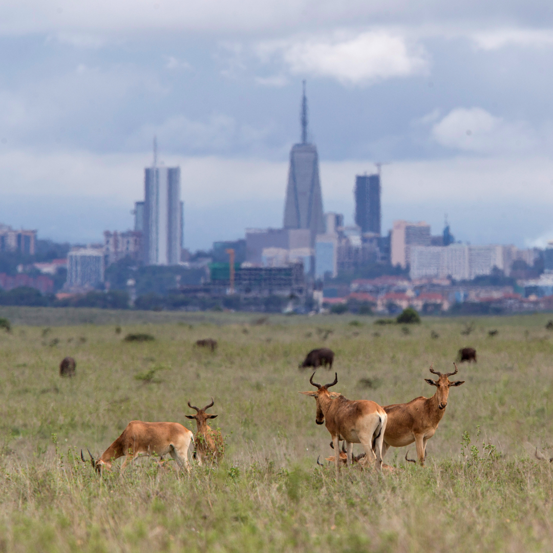 The Nairobi skyline stretches out behind grazing Hartebeests in nearby Nairobi National Park, Nairobi, Kenya May (2017).