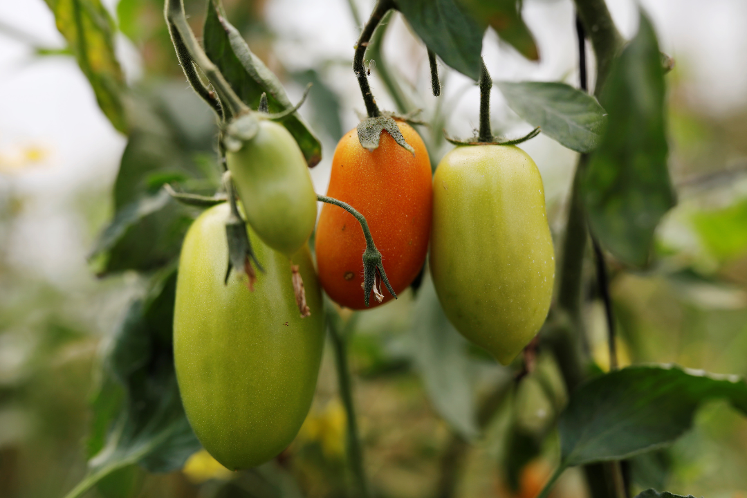 Green and orange tomatoes ripen on a vine in a garden in Santa Maria Chiquimula, Guatemala.