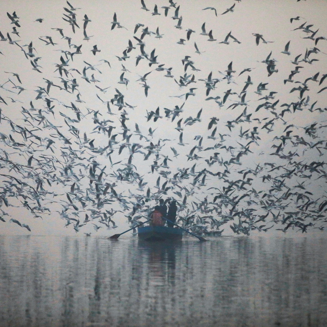 Dozens of seagulls swoop down to grab food from people in a small boat on the Yamuna River, on a smoggy morning in New Delhi, India, on November 18, 2021.