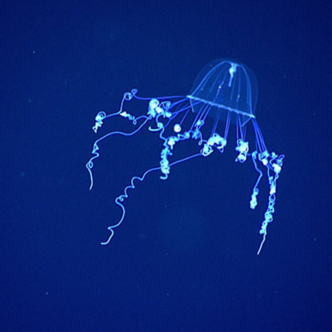 A silky medusa, its white tentacles against a deep blue background, seen during a mid-water transect on the National Oceanic and Atmospheric Administration (NOAA) Ocean Exploration's third Voyage to the Ridge 2022 expedition.