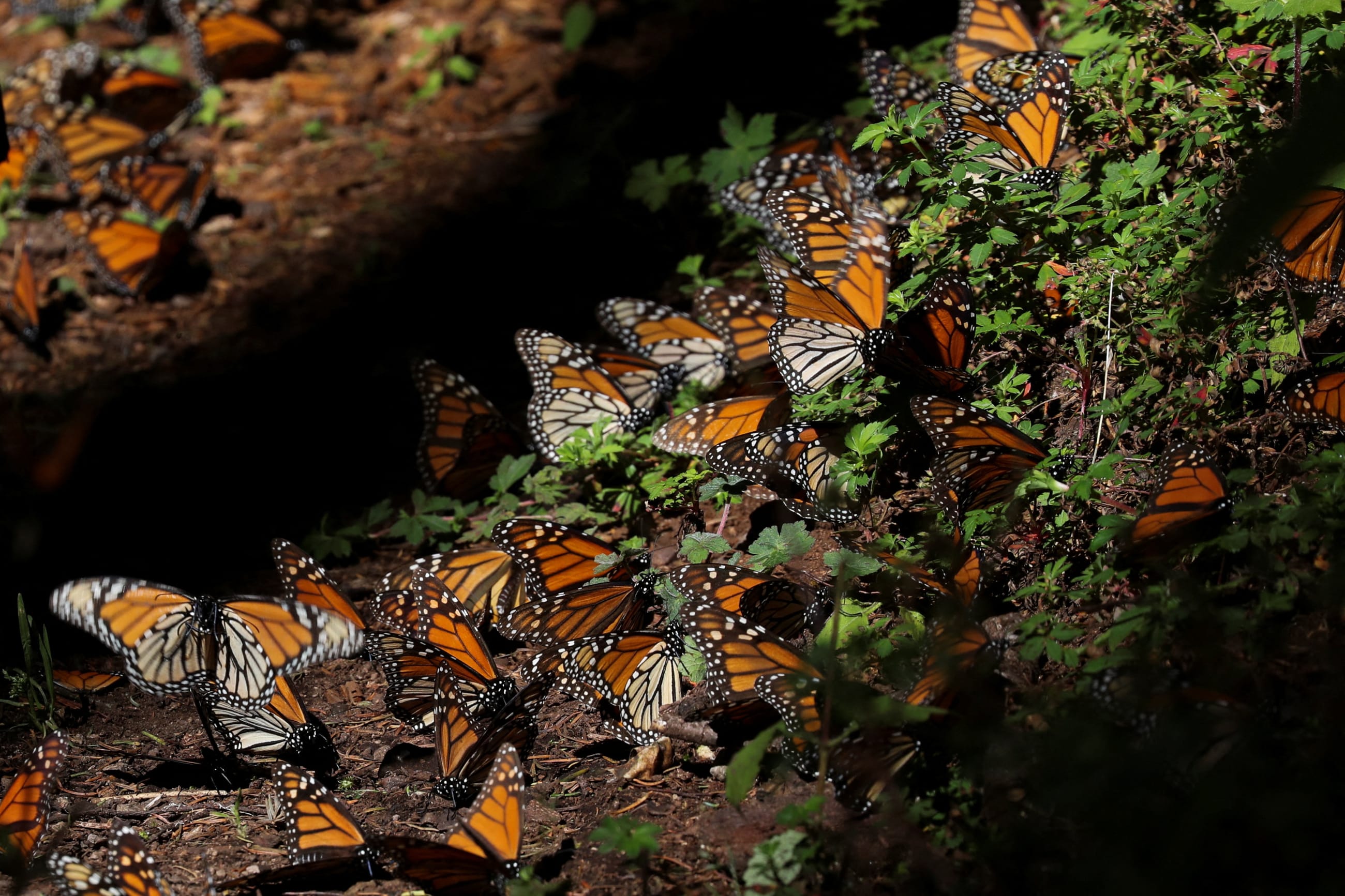Monarch butterflies rest on the ground at the Sierra Chincua butterfly sanctuary.