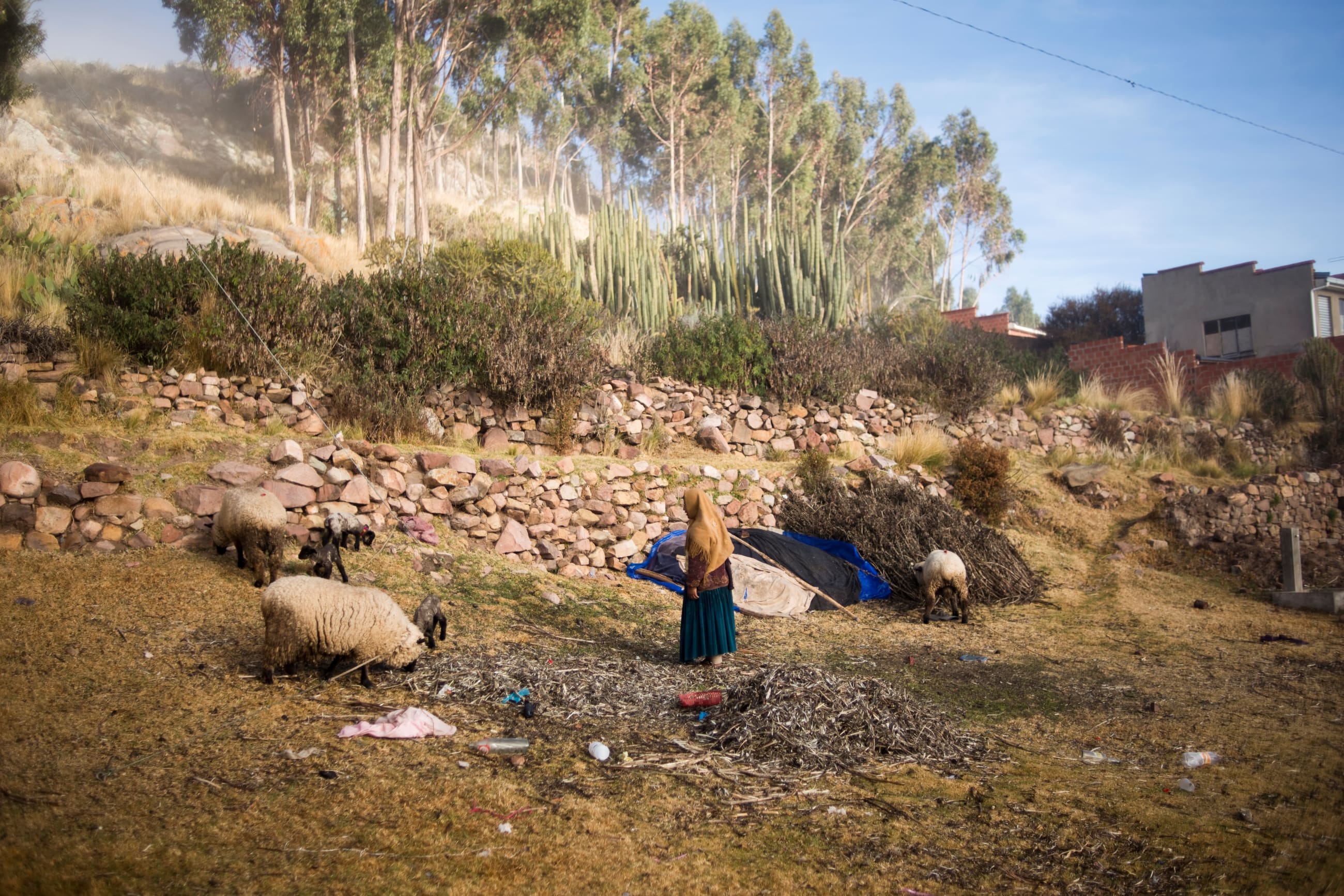 A woman feeds her cattle, in Qewaya village, Lake Titicaca, Bolivia, on July 4, 2018.