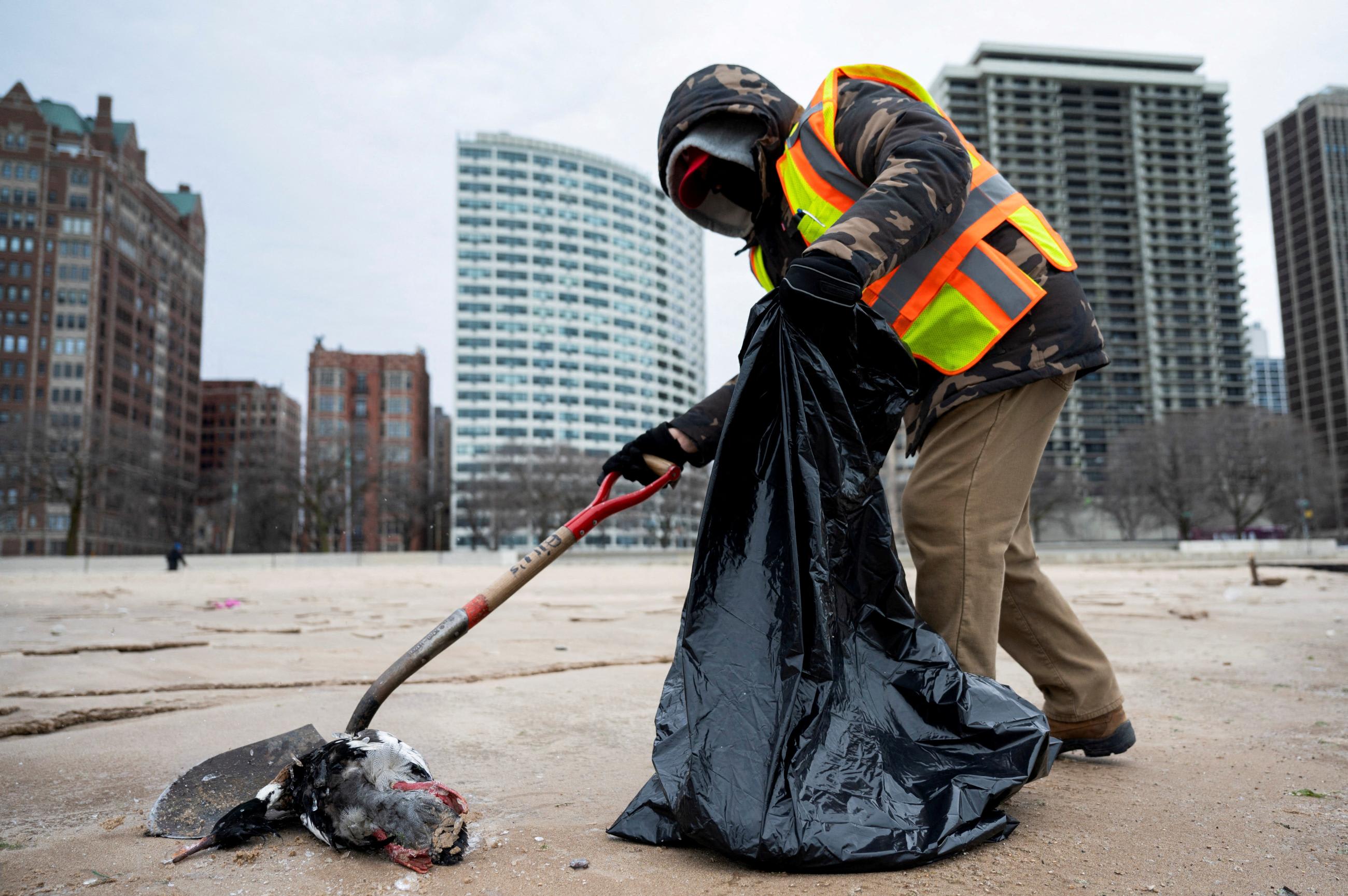 A Chicago Streets and Sanitation worker disposes of a dead, Red-breasted Merganser, ahead of tests for&nbsp;bird&nbsp;flu, in Chicago, Illinois, on February 5, 2025.