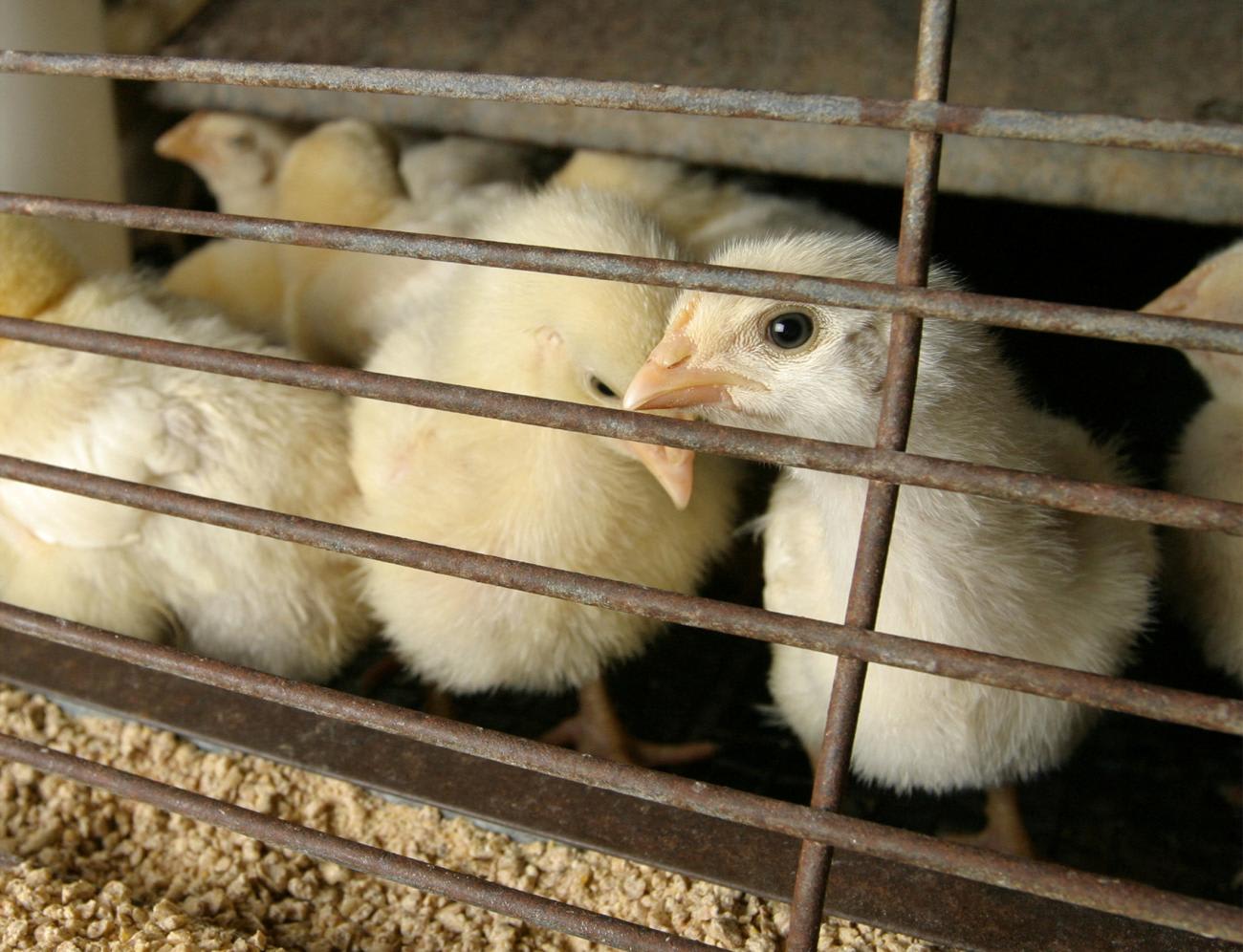 Chicks free of&nbsp;bird&nbsp;flu&nbsp;await purchase in feed and farm supply store, in Houston, Texas, on February 24, 2004.