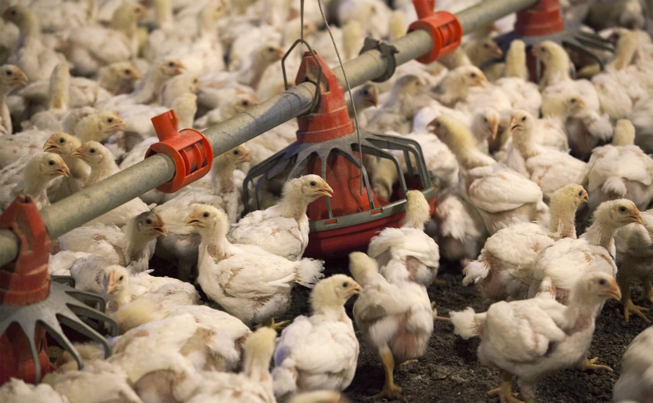 Chickens eat from a row of feed bins at C&A&nbsp;Farms, in Fairmont, North Carolina, on June 10, 2014.