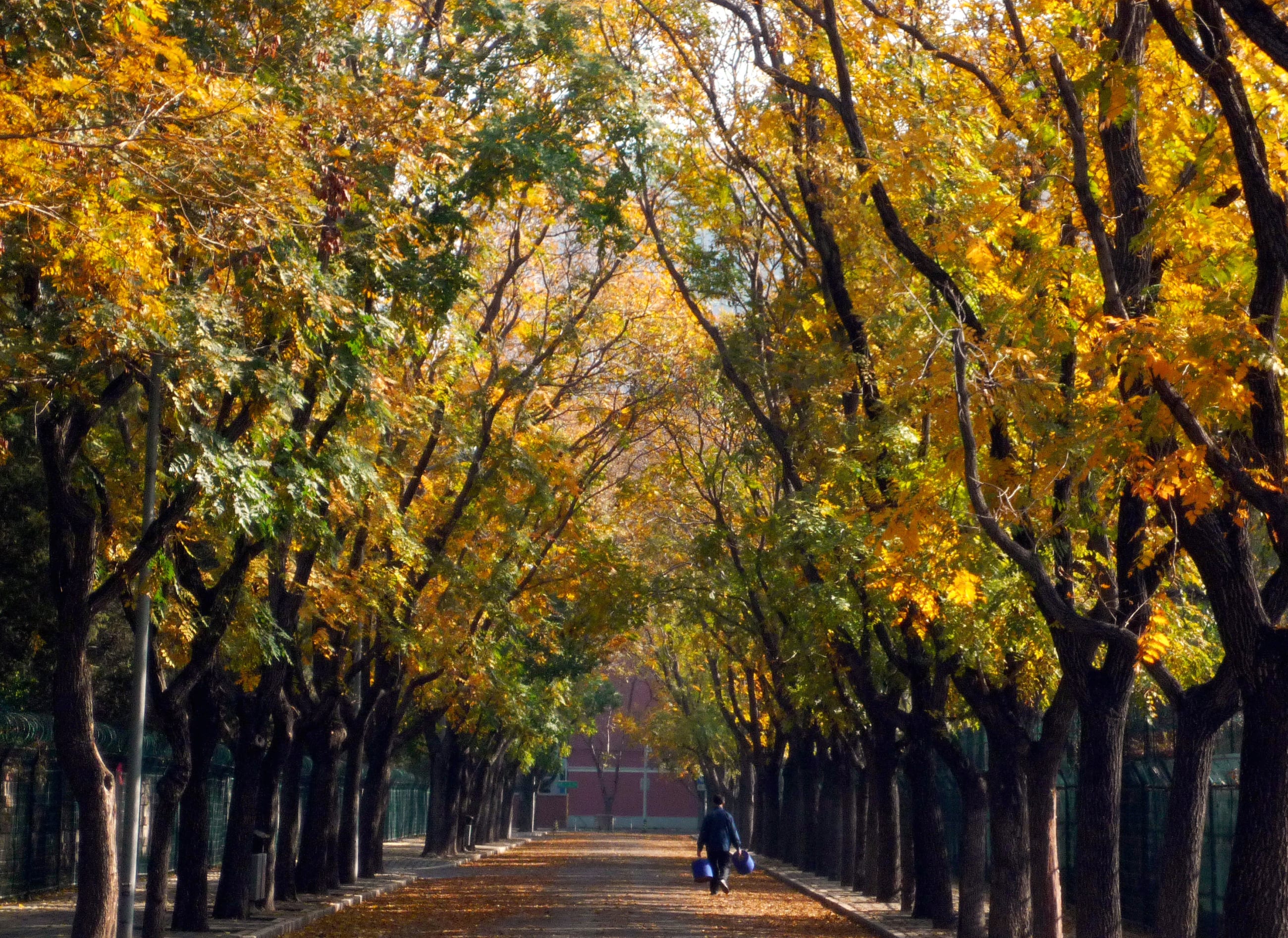 A worker carries buckets as he walks along a road lined with trees, in central Beijing, China, on November 20, 2009. 
