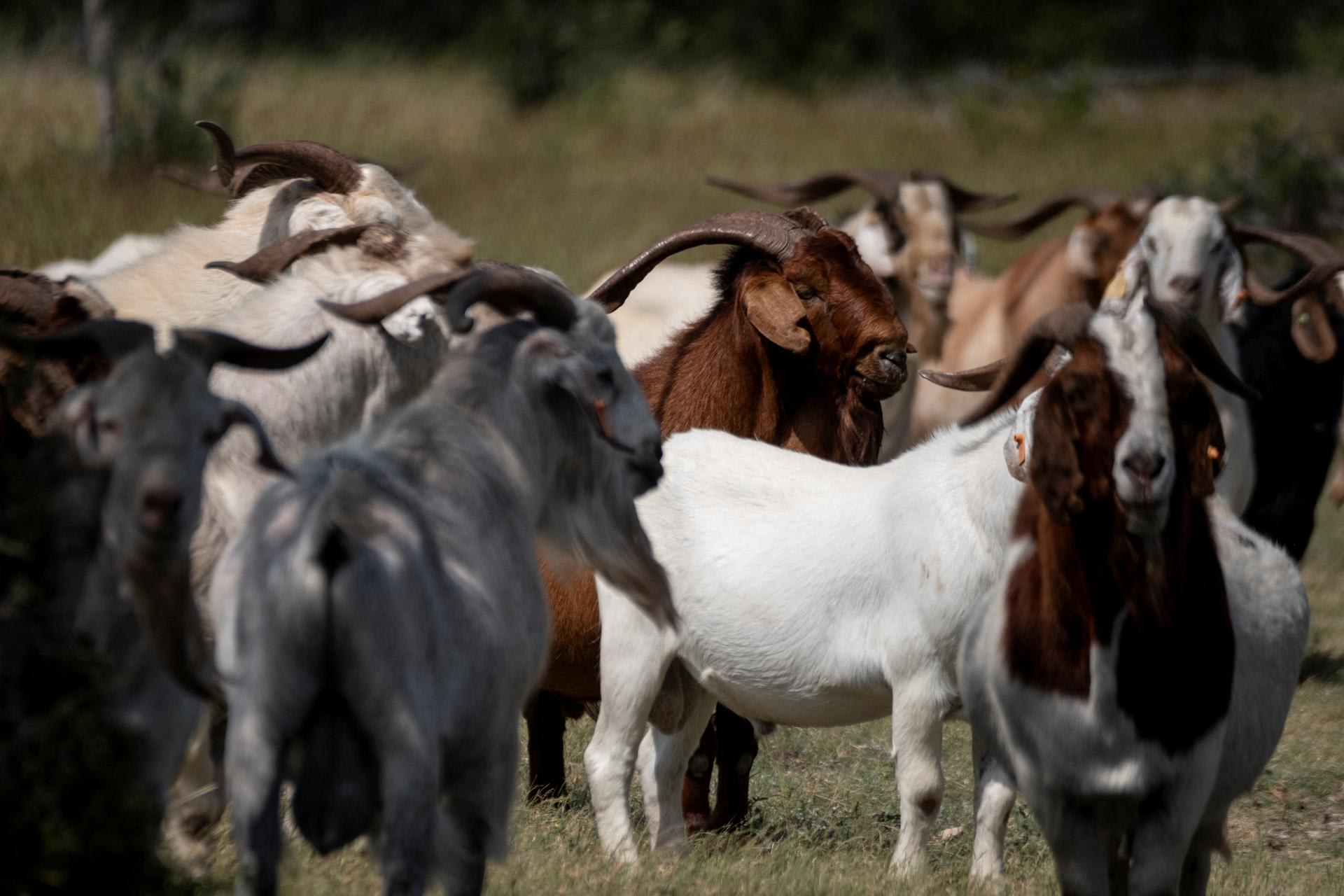 Livestock roam a field as an outbreak of New World screwworm rose to 15 cases across in two Texas counties, in Rocksprings, Texas, on June 22, 2026.