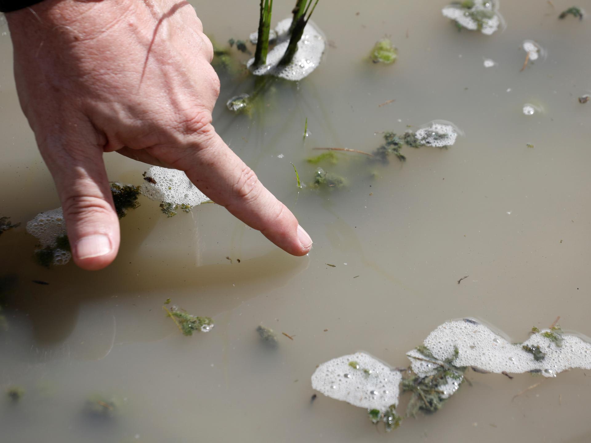 Mosquito biologist Bart Knols, points to an Anopheles mosquito larvae, in a rice field near Zanzibar City, on the island of Zanzibar, Tanzania, on October 30, 2019. 