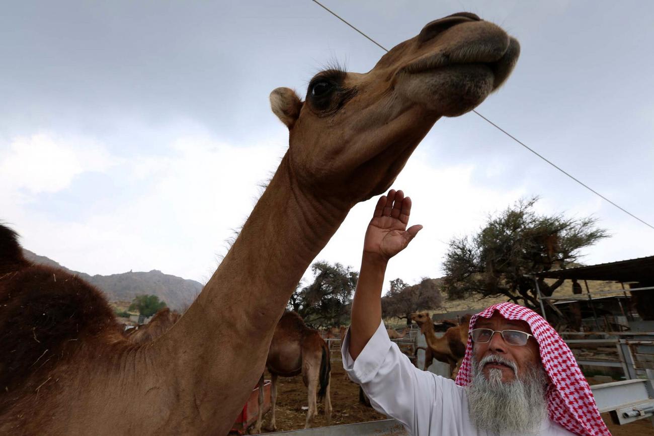The man is older, with a long white beard, and he is reaching up to tough the head or neck of a camel that is towering over him.
