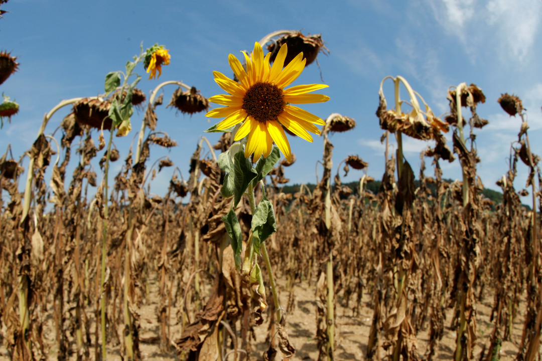 One bright yellow sunflower blooms among dried-out flowers during hot summer weather on a field near the village of Benken, Switzerland, on August 6, 2018.