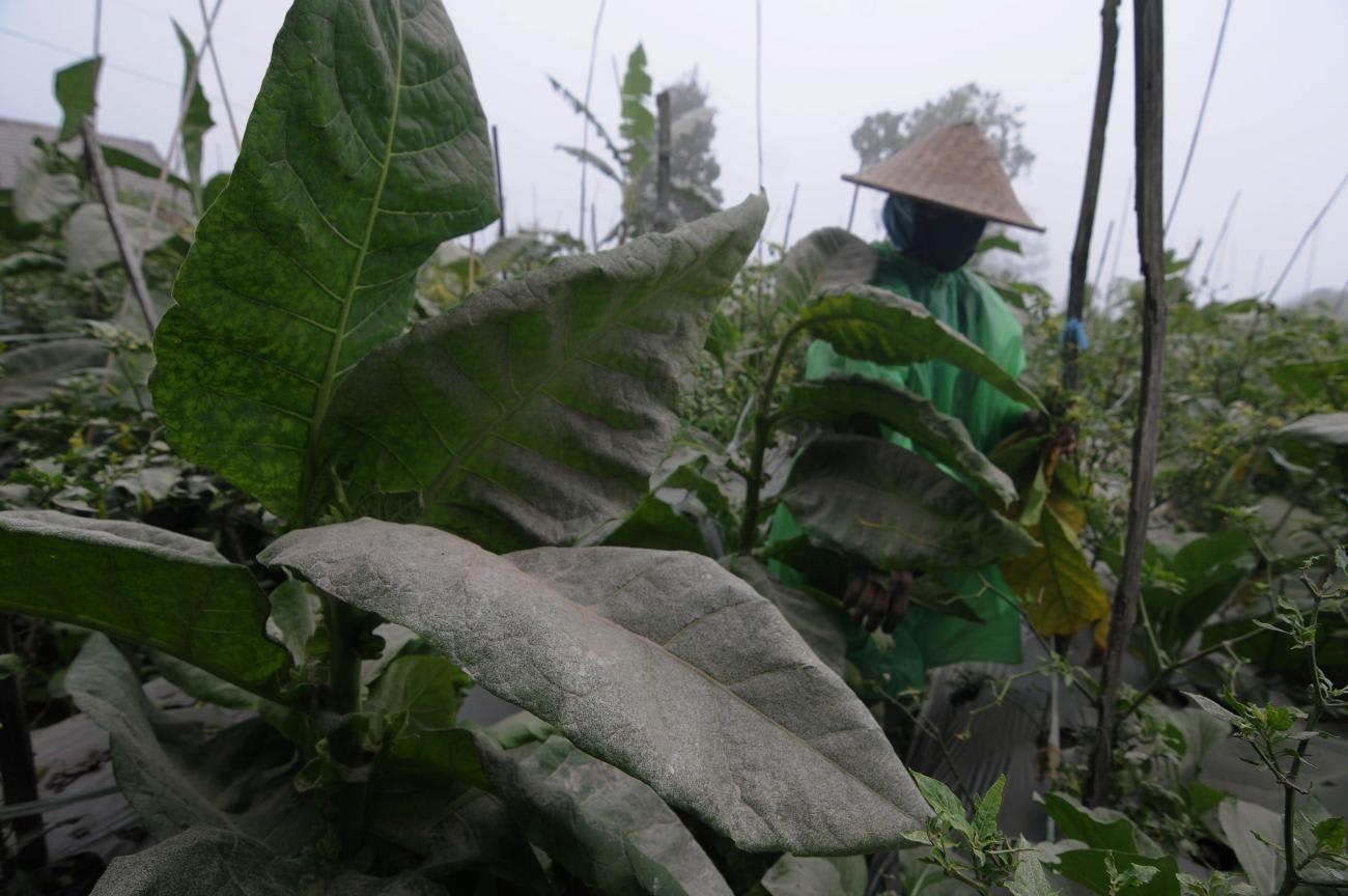 A view of a tobacco farming land covered with the volcanic ash from Mount Merapi in Boyolali, Central Java province, Indonesia, on August 16, 2021.