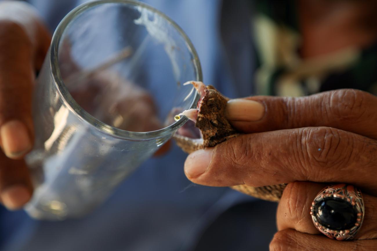 Yaseen Al-Sqour demonstrates how to extract venom from a snake in, Balqa, Jordan, on May 19, 2022.