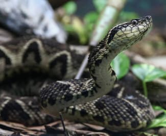 The Mathematical Solution to Snakebites