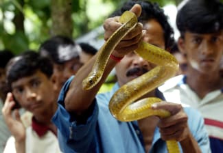An Antivenom Plan for India