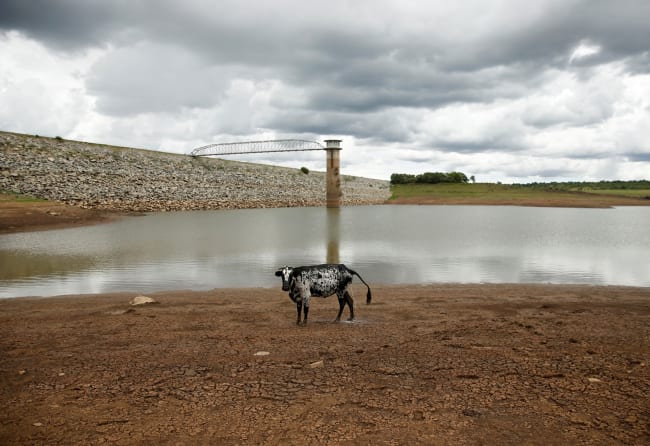 In Parched Zimbabwe, Climate Change Pushes Tsetse to New Areas
