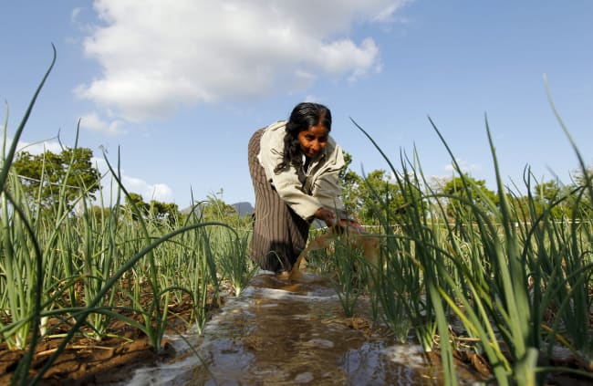 The Mysterious Kidney Illness Rising Among Sri Lankan Farmers