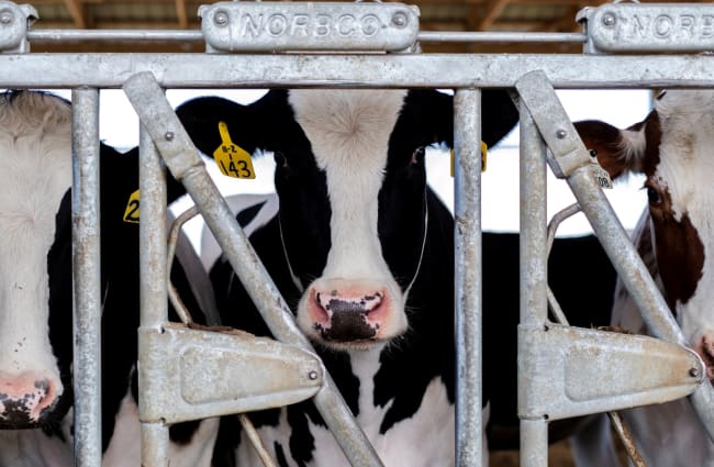 Cattle Veterinarians Express Confusion over U.S. Response to Bird Flu